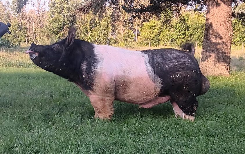 Detainee, crossbred belted boar