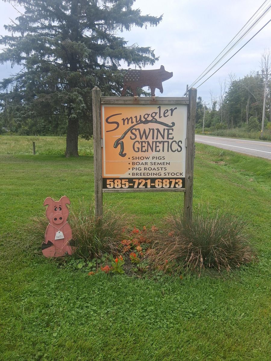 Smuggler Swine Genetics farm sign along State Route 20A in Warsaw, NY