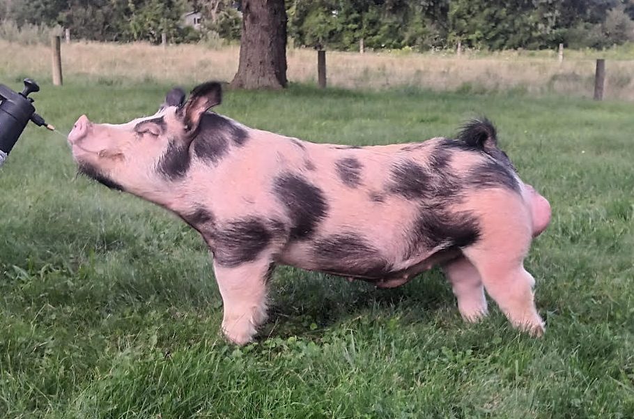 Herman The Destroyer, crossbred spotted boar