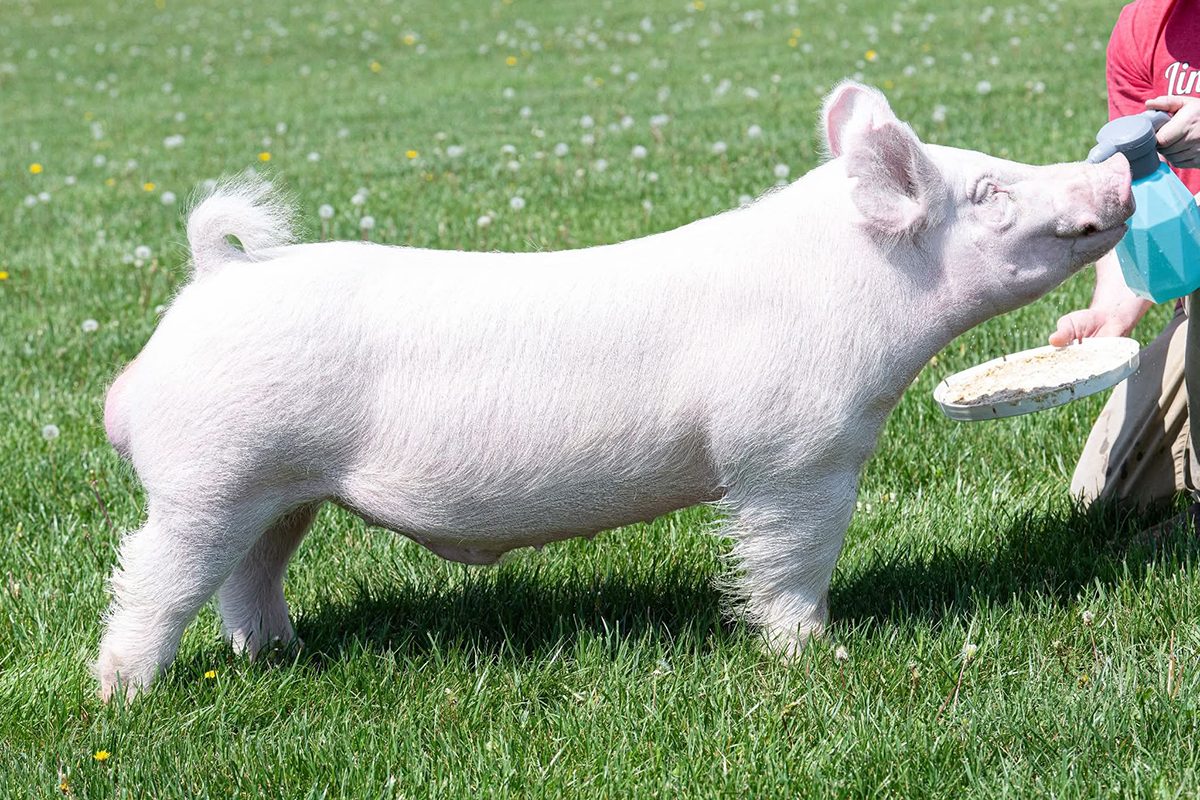 Mr. Clean, Yorkshire boar